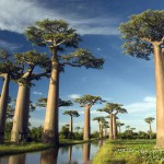 Magnifique baobabs à Madagascar