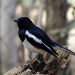 Oiseau Kirindy Mitea