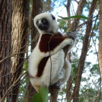 Lémurien de l'espèce des sifakas