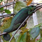 Caméléon dans le parc de Kirindy
