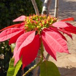 Fleur locale dans le parc de Kirindy