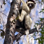 Lemurien endémique du parc de Kirindy